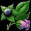 Belladonna