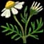 Chamomile