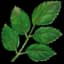 Elderberry Leaf