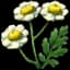 Feverfew