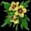 Henbane