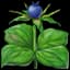 Herb Paris