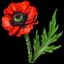 Poppy