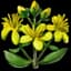 St. John's Wort