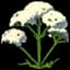 Valerian